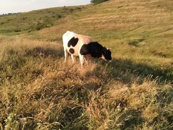 Stier, Russian Black pied cattle