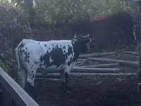 วัวตัวเมีย, Russian Black pied cattle — รูปภาพ 3