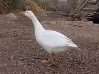 Geese — foto 1