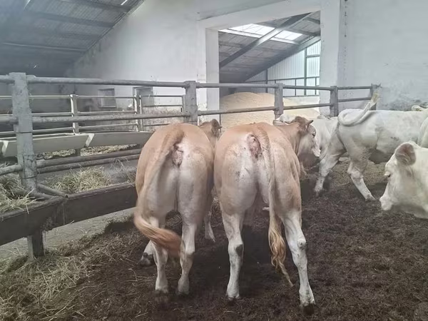 ላም, Blonde d’Aquitane cattle