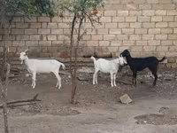 Koza, Kozy — zdjęcie 1
