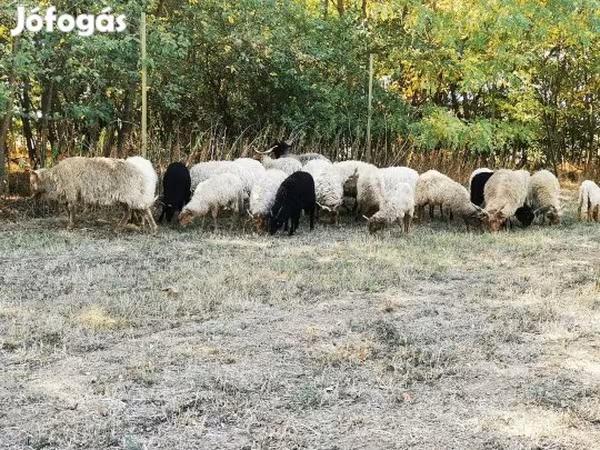 میش, Racka sheep