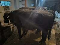 Toro, Bovini — foto 2