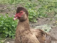 Ducks — عکس 1