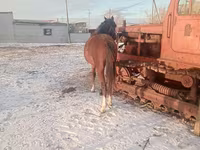 اسب نر, Thoroughbred horse — عکس 3
