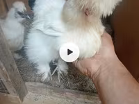 Chickens — عکس 2