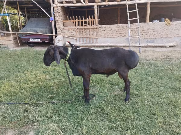 Vædder, Arashan sheep