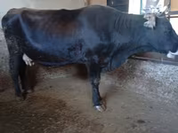 गाय, Swiss cattle — फ़ोटो 8