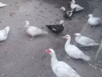 Ducks — รูปภาพ 3