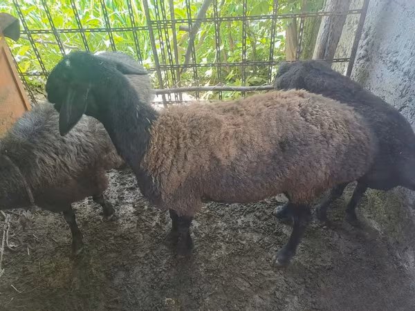 Får (parti, kön ej angivet), Blackheaded Persian sheep