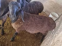 Ido, Sheep — sawirka 7