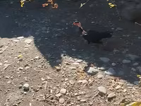 Guinea fowl — fotografija 1