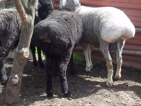 قوچ, Rhon sheep