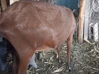 بز ماده, Alpine goat — عکس 5