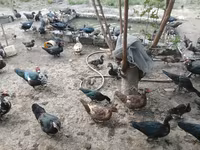Ducks — عکس 3