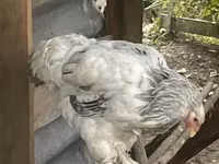 Brahma — foto 2