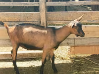 ஆண் வெள்ளாடு, Alpine goat — புகைப்படம் 2