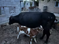 Krava, Latvian Blue cattle — foto 2