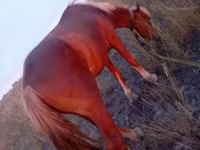 Cheval, Chevaux — photo 5