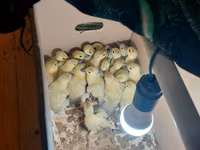 Ducks — foto 1