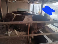 Toro, Simmental cattle — foto 2