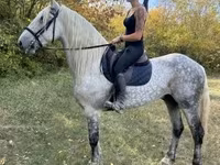 Kůň, Andalusian horse — foto 4