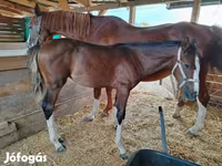 Kuda betina, Hungarian horse breed — foto 6