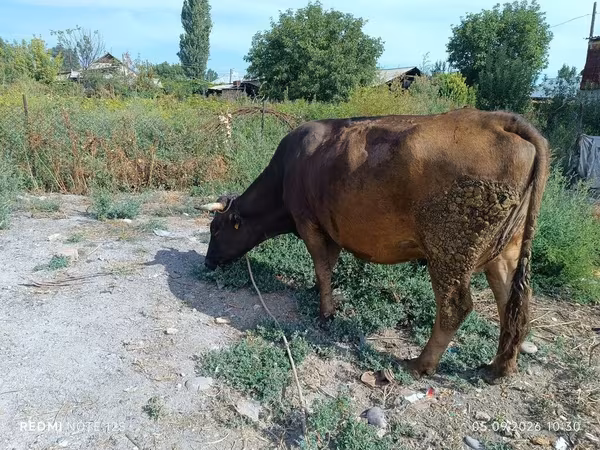 Cow, Alatau breed — Kyrgyzstan