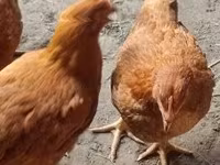 Chickens — Foto 1