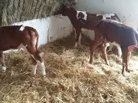 Lembu jantan, Simmental cattle — foto 1