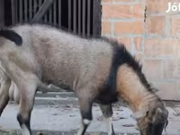 Taka, Nubian Goat — 3-rasm