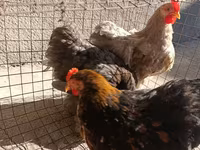 Pekin Bantam — 2. fotó