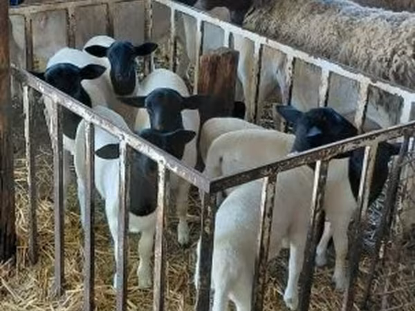 숫양, Dorper sheep