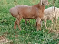 Brebis, Moutons — photo 8
