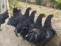አውስትራሎርፕ — ፎቶ 1