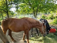 Kobyła, Konie — zdjęcie 3