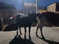 Bovine (lot, sex nespecificat), Simmental cattle — foto 6