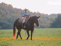 Hingst, Quarter Horse — foto 4
