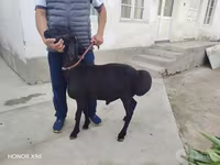 Baran, Owce — zdjęcie 5