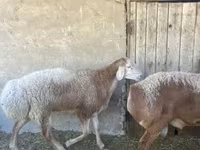 قوچ, Arashan sheep — عکس 1