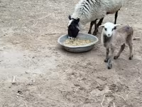 Pecore (lotto, sesso non specificato), Romanov sheep — foto 1