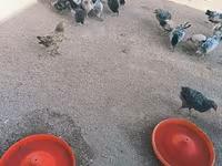 Chickens — Foto 1