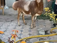 Widder, Arashan sheep — Foto 2