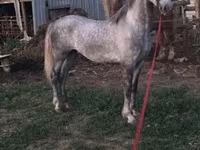 Hingst, Lipizzaner — foto 7