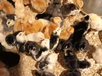 Chickens — foto 2