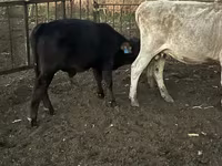 Bulle, Simmental cattle — Foto 8