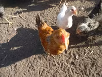 Chickens — φωτογραφία 3