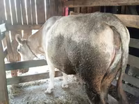 Vacă, Simmental cattle — foto 2