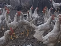 Chickens — foto 2