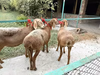 میش, Arashan sheep — عکس 3